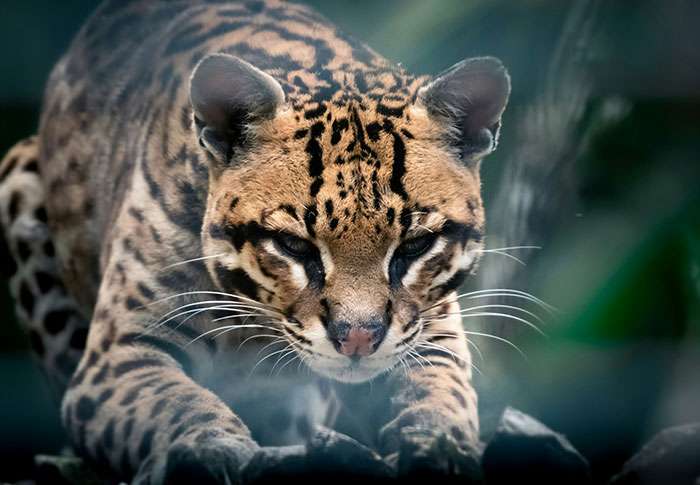 Small-cats-symposium-2025-image-1