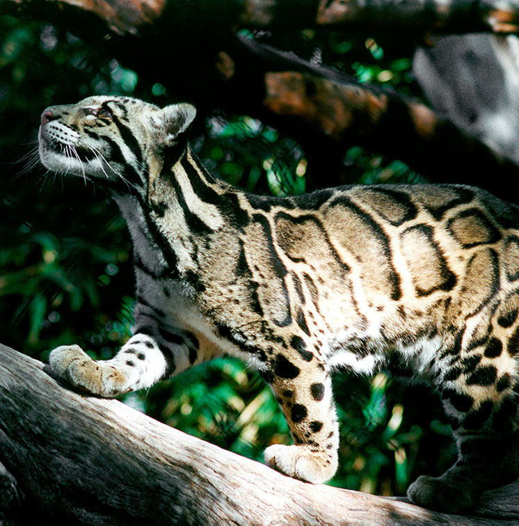 Small-cats-symposium-SUBMISSIONS