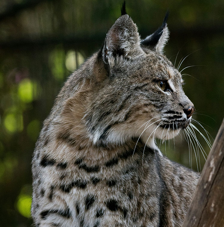 Small-cats-symposium-programme