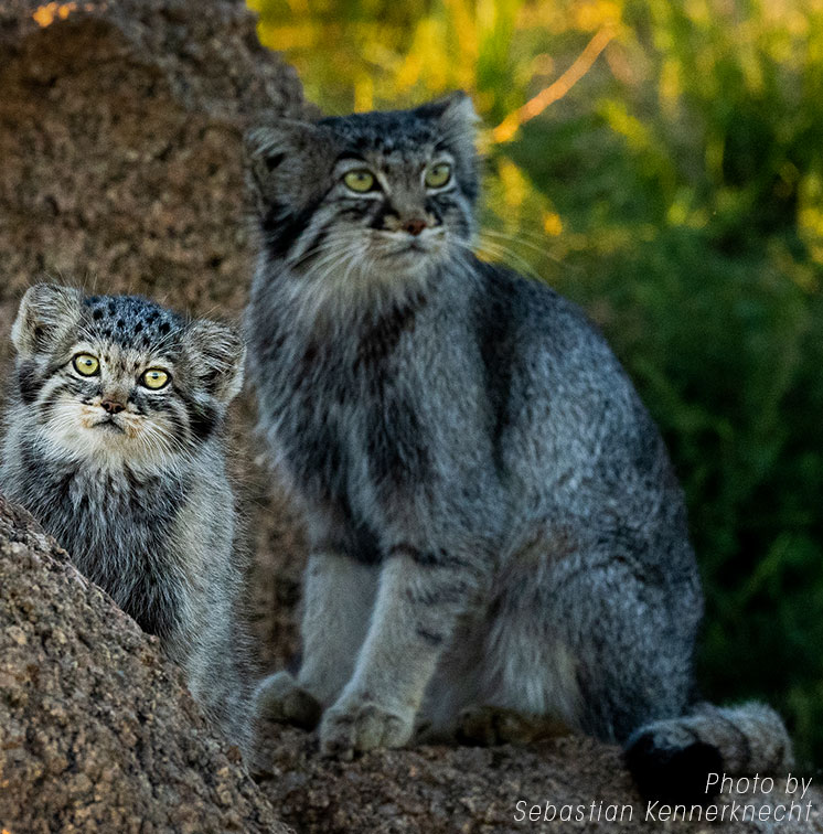 Small-cats-symposium-manu-palla-sebastian-kennerkrecht
