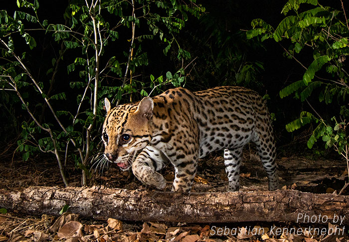 Small-cats-symposium-ocelot-sebastian-kennerknecht