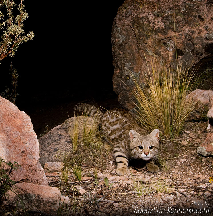 Small-cats-symposium-pampas-cat